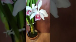 LAELIA purpurata var. carneaПервое цветение.Получена в июне 2021.