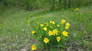 Умырзая.(Адонис весенний) на 9 мая.