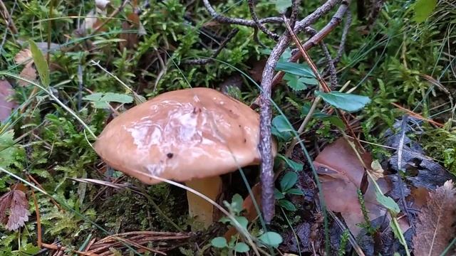 Маслёнок зернистый (Suillus Granulatus). Как выглядит гриб на месте произрастания.