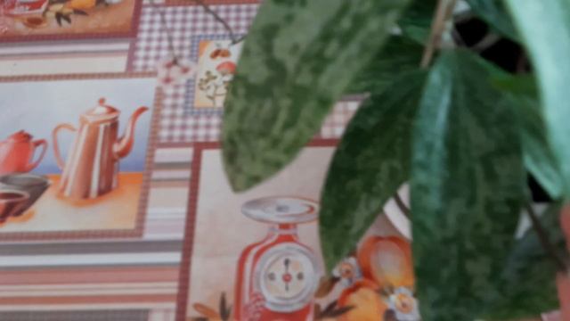 Неприхотливые хойи // цветение