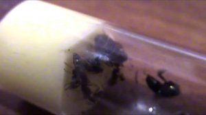 ВидеоБлог. Serviformica rufibarbis. часть 4. Зимовка.