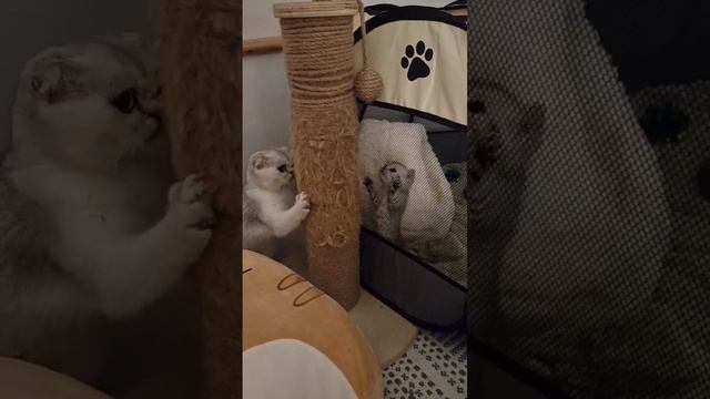 Котята ночью смотреть онлайн