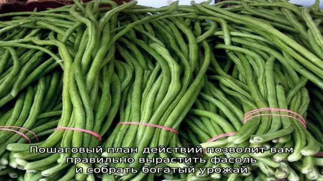 Чем полезна спаржевая фасоль, как её правильно вырастить и приготовить