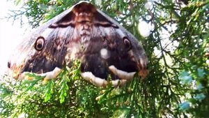 ПАВЛИНИЙ ГЛАЗ, НОЧНОЙ БОЛЬШОЙ.HD