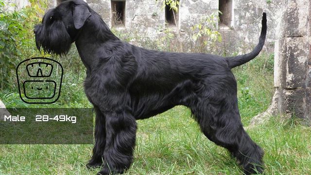 All about the GIANT Schnauzers смотреть онлайн