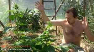Первый УРОЖАЙ огурцов! Огурец созрел!