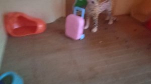 шеба поехала в отпуск ????