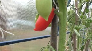 Мои перцевидные томаты Обзор.mp4