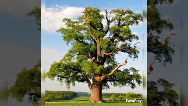 Сойка- удивительная птица.Чем же она удивит? смотреть онлайн