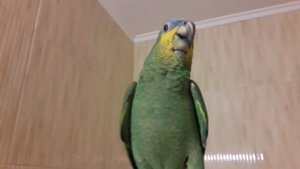 Говорящий венесуэльский амазон Диего.