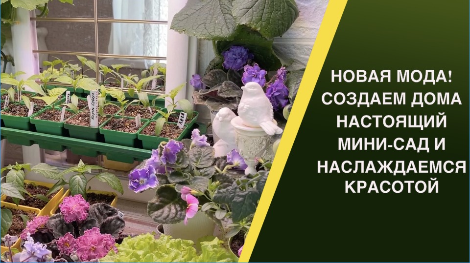 КАК ОБУСТРОИТЬ ДОМА НАСТОЯЩИЙ МИНИ-САД!! смотреть онлайн