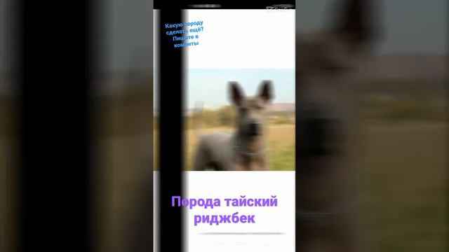 тайский риджбек смотреть онлайн