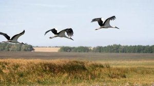 Журавли. Далеко- журавли- улетели! стихи,  Владимир Раменский