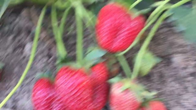 Земляника Кабрилло. Часть 2. смотреть онлайн