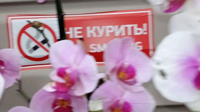 Завоз, орхидей , суккулентов и других красивых цветов, Оптовая база, пер. Промышленный 4. Часть - 2