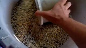 Мои бройлеры не едят кукурузу.