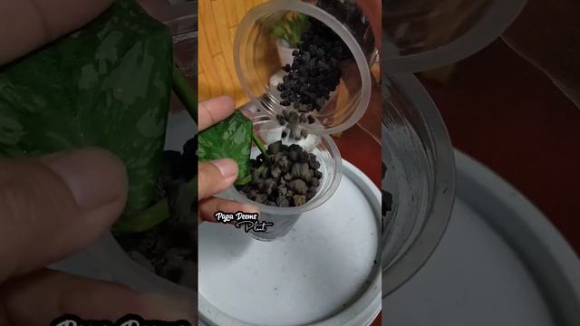 SCINDAPSUS PICTUS PROPAGATION - CARA MEMPERBANYAK SCINDAPSUS PICTUS