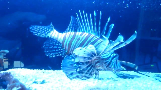 SCORPAENIDAE Pterois Volitans смотреть онлайн