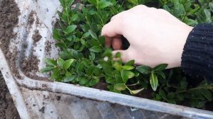 Как перезимовали черенки самшита в прикопе.