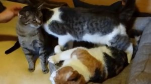 Возьмите кошку КЛЁПУ из приюта в Москве бесплатно