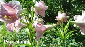 Лилии: Генри, Pink planet, Lancone, Паузини.