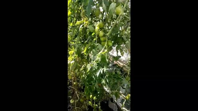 Теплица на дачном участке. Завершение. смотреть онлайн