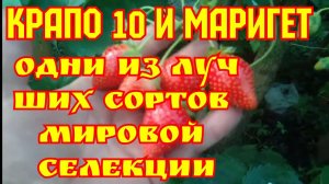 Клубника КРАПО 10, и МАРИГЕТ, обзор сортов