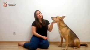 Как научить собаку команде сидеть. ✔Дрессировка и обучение собак