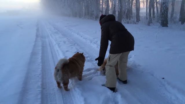 Чау чау и зимний туман смотреть онлайн