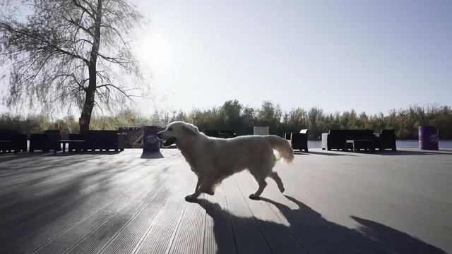 Приглашение на XVIII Национальный Чемпионат НКП «Золотистый Ретривер», 5 июня 2022, Саратов смотреть онлайн