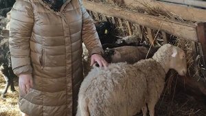 Почему лысеют овцы?