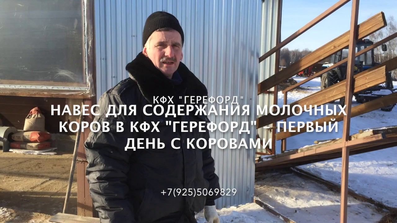 Первая партия молочных коров в новом навесе КФХ "Герефорд"