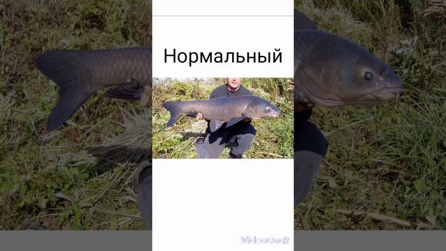 #черный амур#смешные  картинки#