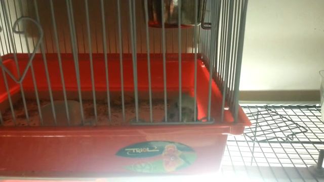 Как волнистый попугай пытается открыть клетку... смотреть онлайн