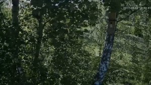 птенцы вылетают из скворечника