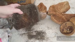 Блоки из корней папоротника от  IriS Dominicana ???