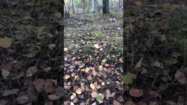 СОБАЧКА НА ПРИРОДЕ // СВИТЕР ДЛЯ СОБАЧКИ СВОИМИ РУКАМИ