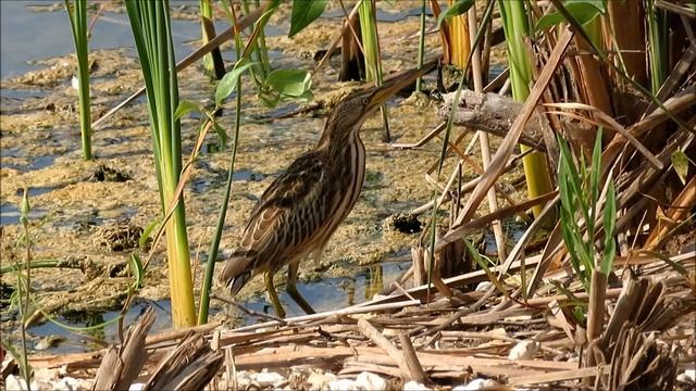 2020 6 09 МАЛАЯ ВЫПЬ ОЧЕНЬ МОЛОДАЯ И ЧУДЕСНАЯ смотреть онлайн