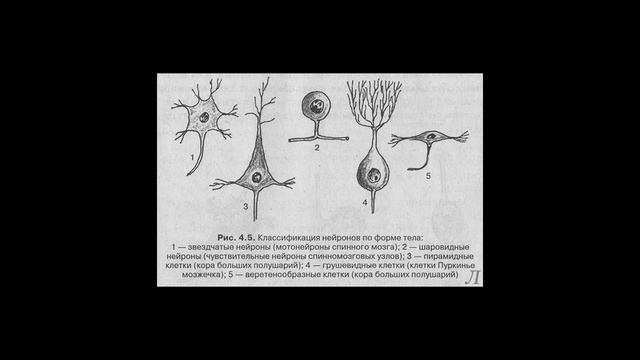 3.11 Параметры нервной системы. Форма нейронов