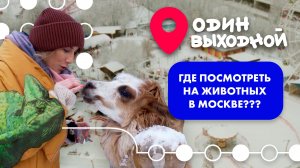 Один выходной | Выпуск 3 | Где посмотреть на животных в Москве?