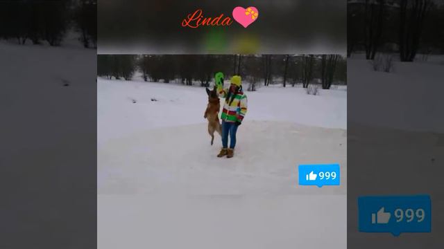 Немецкая овчарка Линда смотреть онлайн