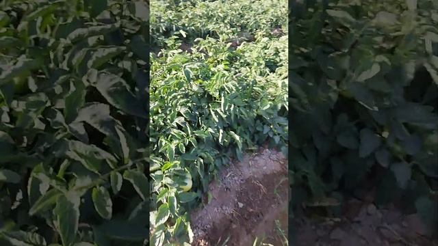 Помидор Лоджейн (enza zaden) Xorazm viloyati 2022 смотреть онлайн