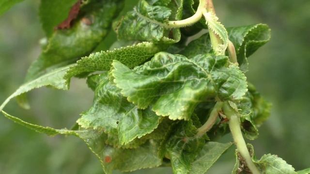 ТЛЯ БОИТСЯ ЭТОГО КАК ОГНЯ ! Лучшее средство от тли, белокрылки, гусениц, белянок, слизней БЕЗ ХИМИИ смотреть онлайн