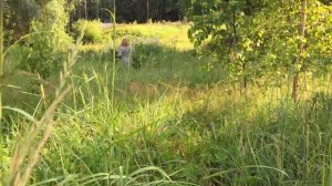 Как сделать букет из полевых цветов