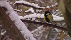 Фотоохота по первому осеннему снегу! Птицы!