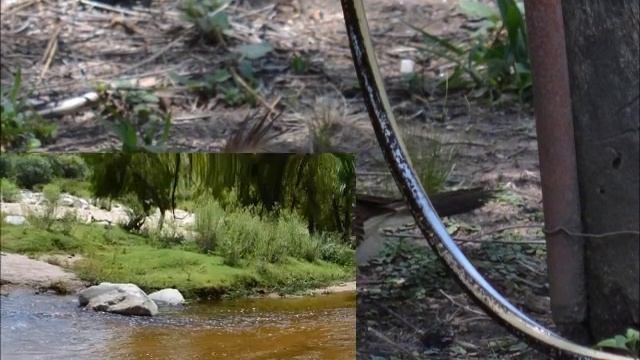 Flora y Fauna de San Luis - Argentina смотреть онлайн