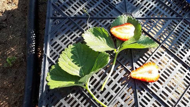 Результат скрещивания земляники Королевы Елизаветы 2 с Альбионом. смотреть онлайн