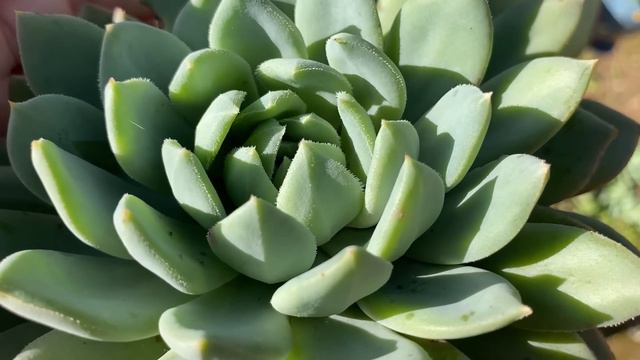 SUCULENTAS PEQUENAS QUE FICAM GIGANTES QUANDO CULTIVADAS EM VASOS MAIORES смотреть онлайн