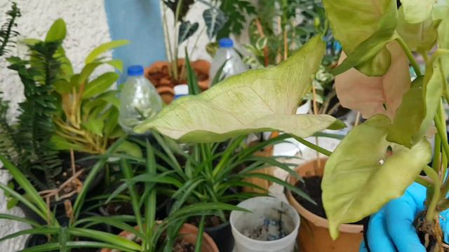 ซิงโกเนียม (Syngonium) ออมเงิน ออมทอง ออมนาค หรือเงินไหล | บ้านสวนเราฝัน Farm of dreams смотреть онлайн