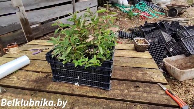 Жимолость. Упаковка, доставка по РФ, РБ, СНГ... Belklubnika.by.mp4 смотреть онлайн